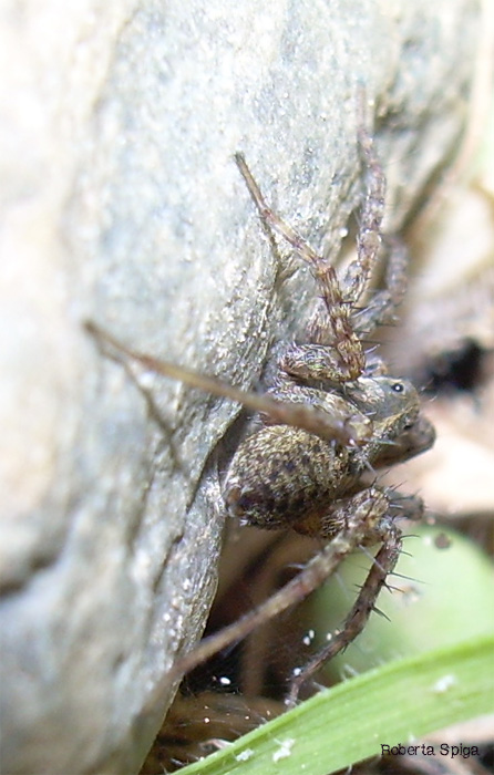 Pardosa sp.